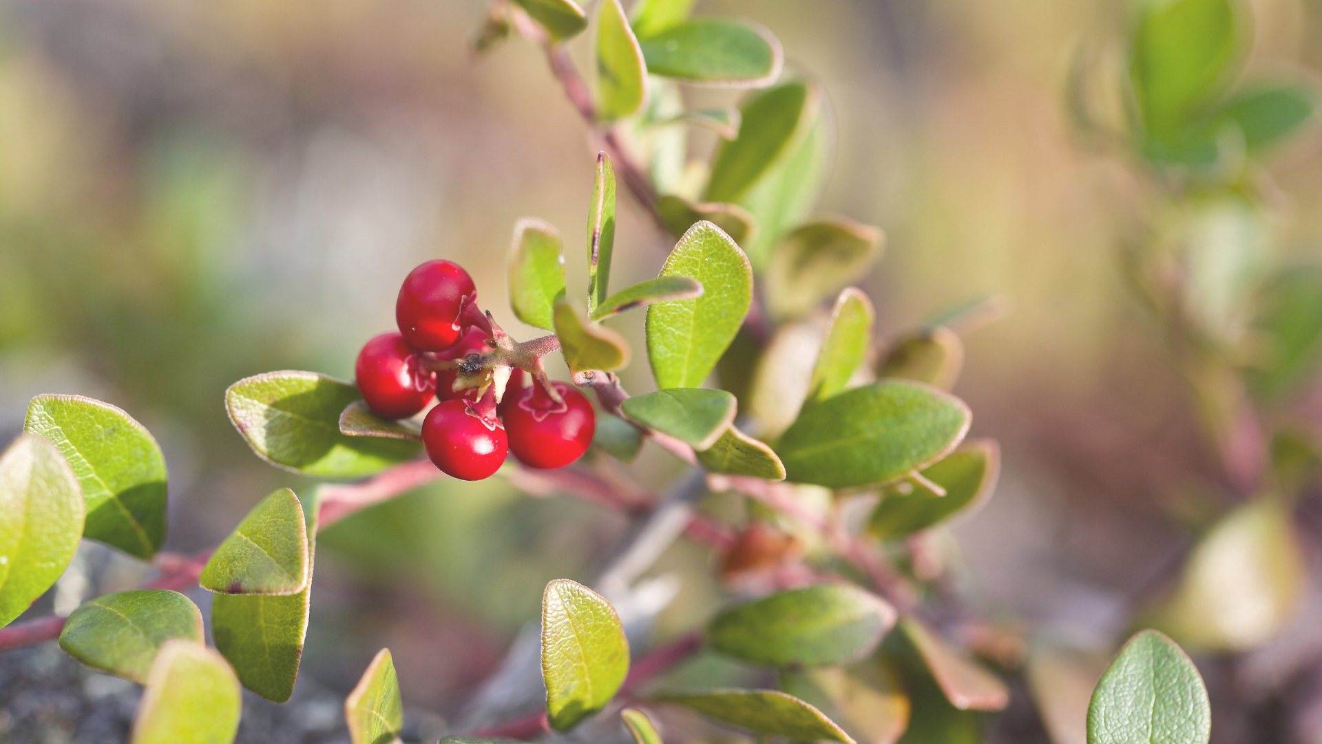 An image of a bearberry leaf plant