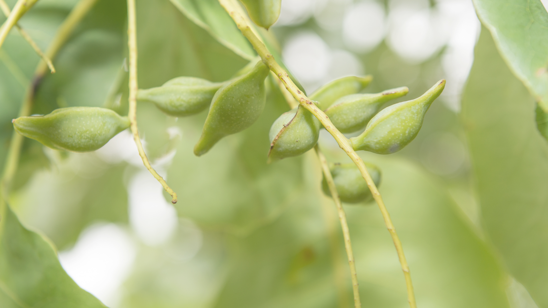 An image of a kakadu plums plant