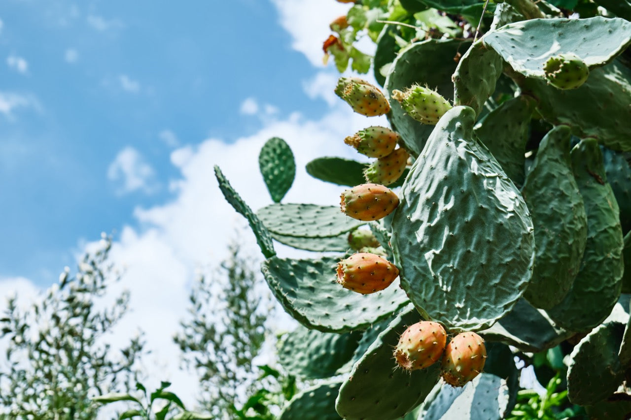 A prickly pear plants bearing fruits